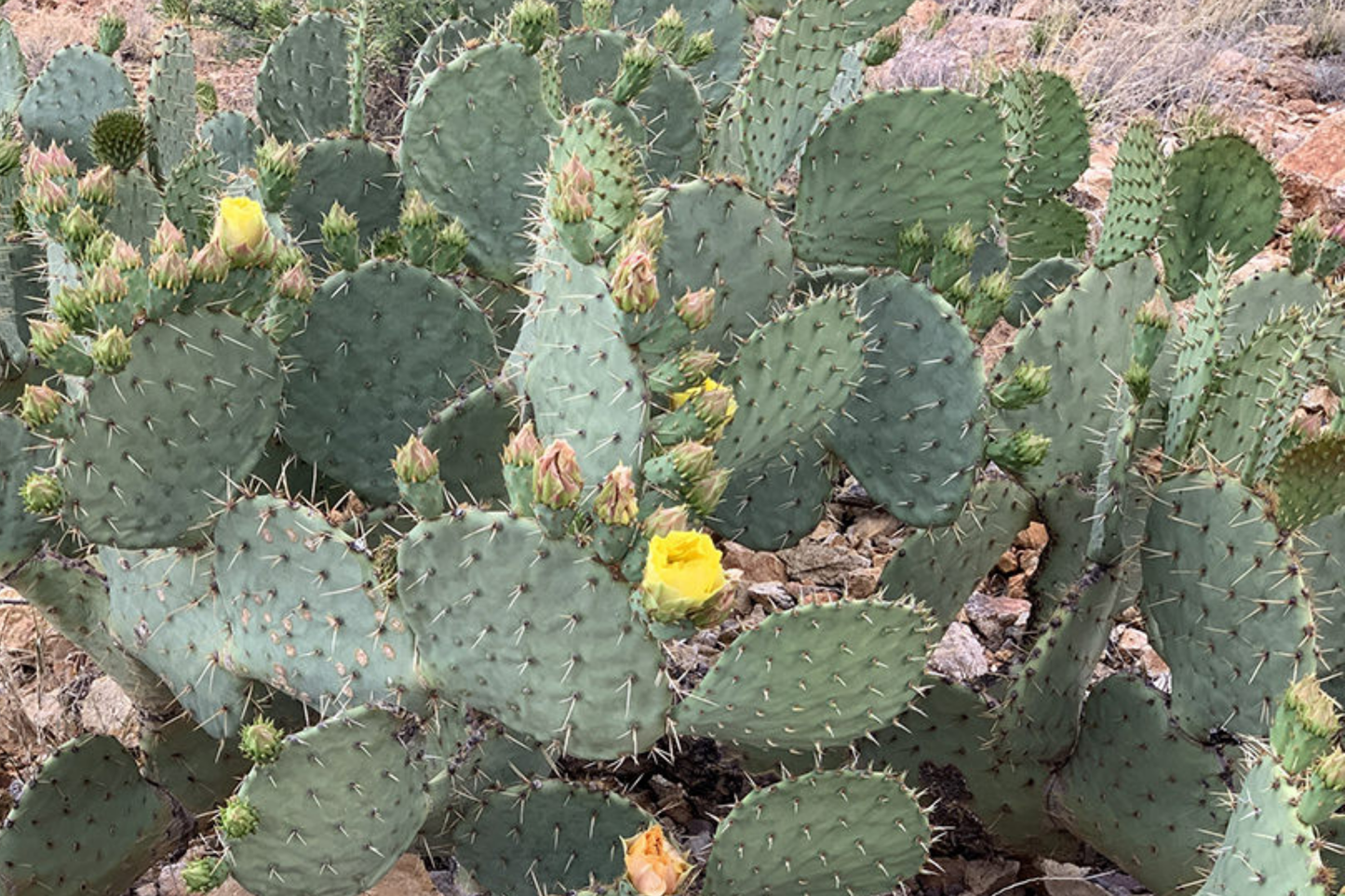 Opuntia Engelmannii Cactus Cutting – 6-9 Inches, Yellow Flowers, Prickly Pear, Rootone Treated, Drought Tolerant Succulent Plant