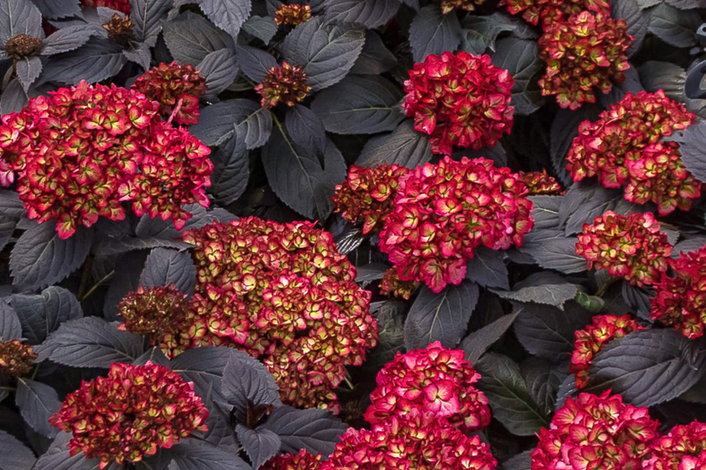 Hydrangea Black Knight Cuttings – 3 Fresh Rooting Grafts, Rare Dark Purple-Black Blooms, Hydrangea macrophylla, Garden Plant