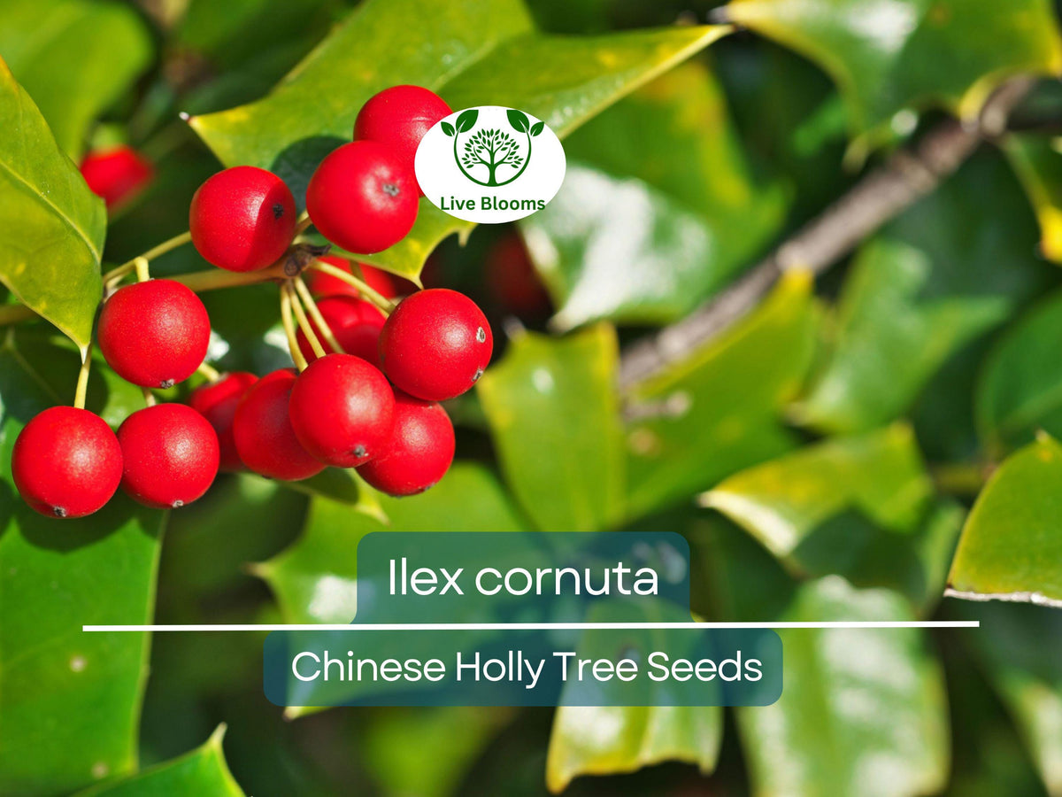 500 mg Ilex Cornuta Seeds | Chinese Holly for Planting | Evergreen Shrub for Hedges & Wildlife-Friendly Landscaping