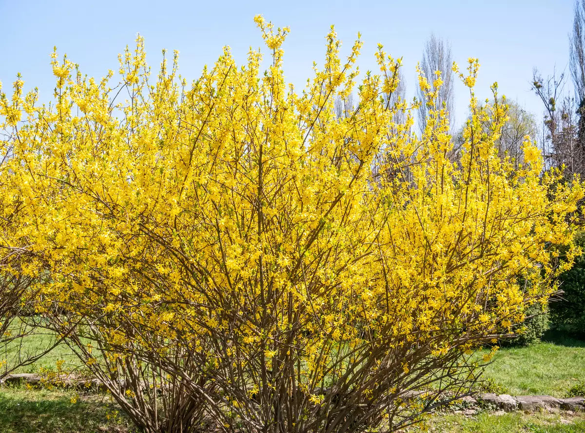 Forsythia suspensa Seeds β Golden-Bell, Weeping Forsythia, Early Blooming Ornamental Shrub, 10 Seeds