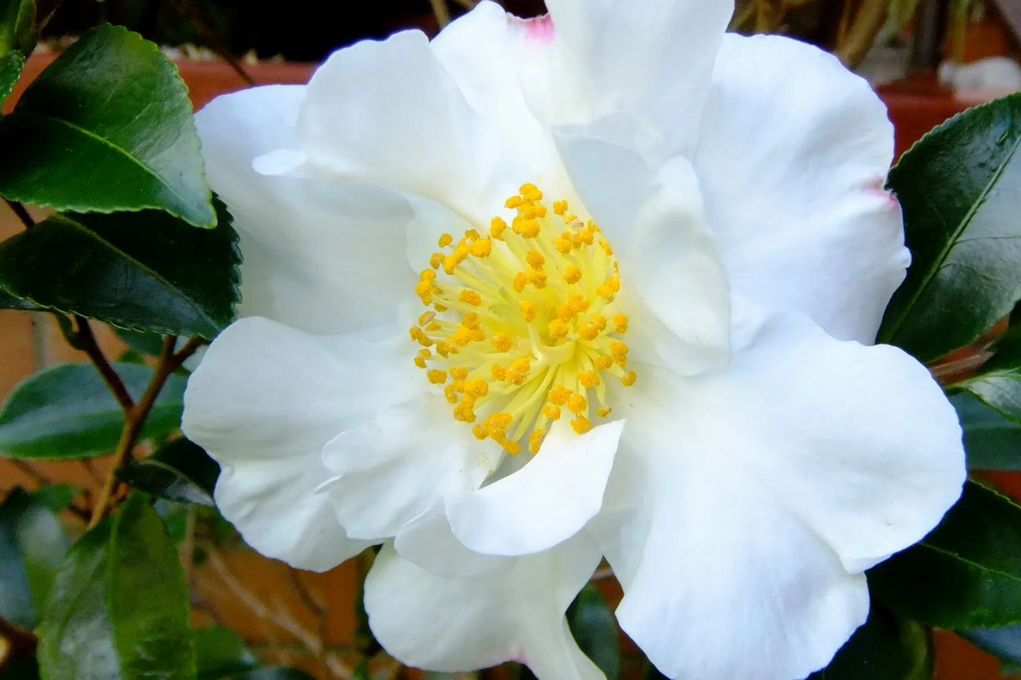 Pink Camellia Sasanqua Cuttings - Shishi Gashira Evergreen Shrub - Drought & Deer Resistant, Pet Safe, 5"+