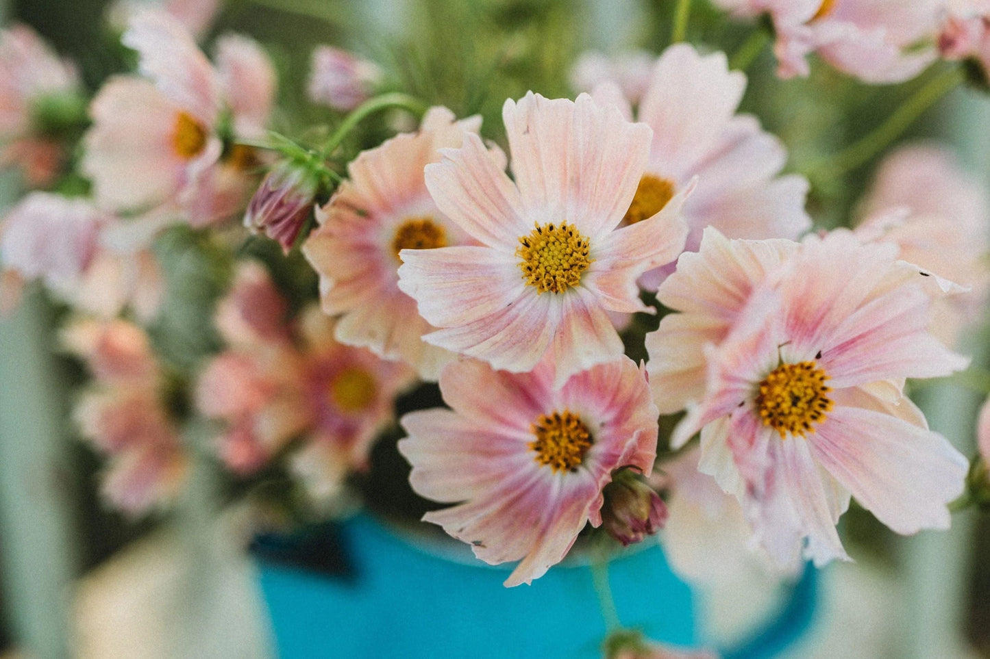 Apricot Lemonade Cosmos Seeds - 200+ Bi-Color Flower Seeds for Butterfly Garden, Cut Flowers, Drought Tolerant, Cosmos bipinnatus