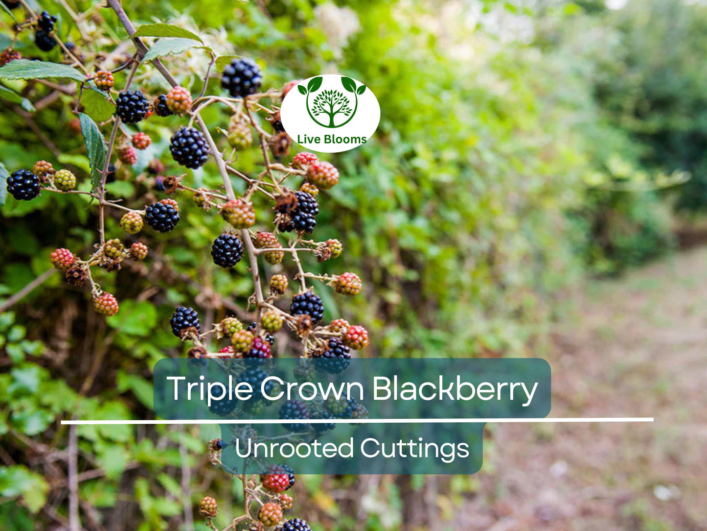 5 Triple Crown Blackberry Scion Cuttings 8-10" for Grafting or Rooting - Heirloom Sweet Blackberry Bush