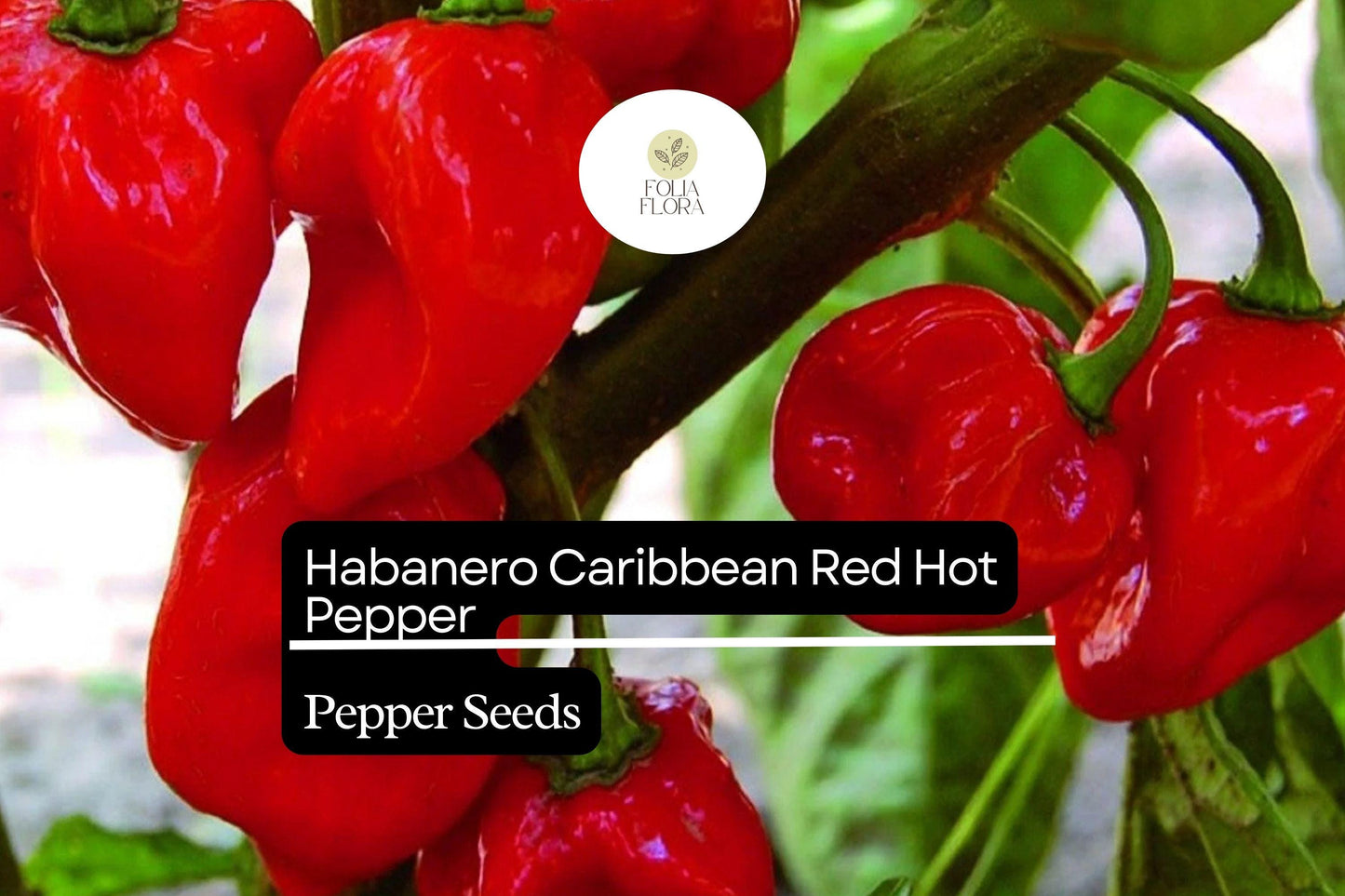 25 Caribbean Red Habanero Pepper Seeds – Extra Hot, Fruity & High-Yielding Capsicum chinense