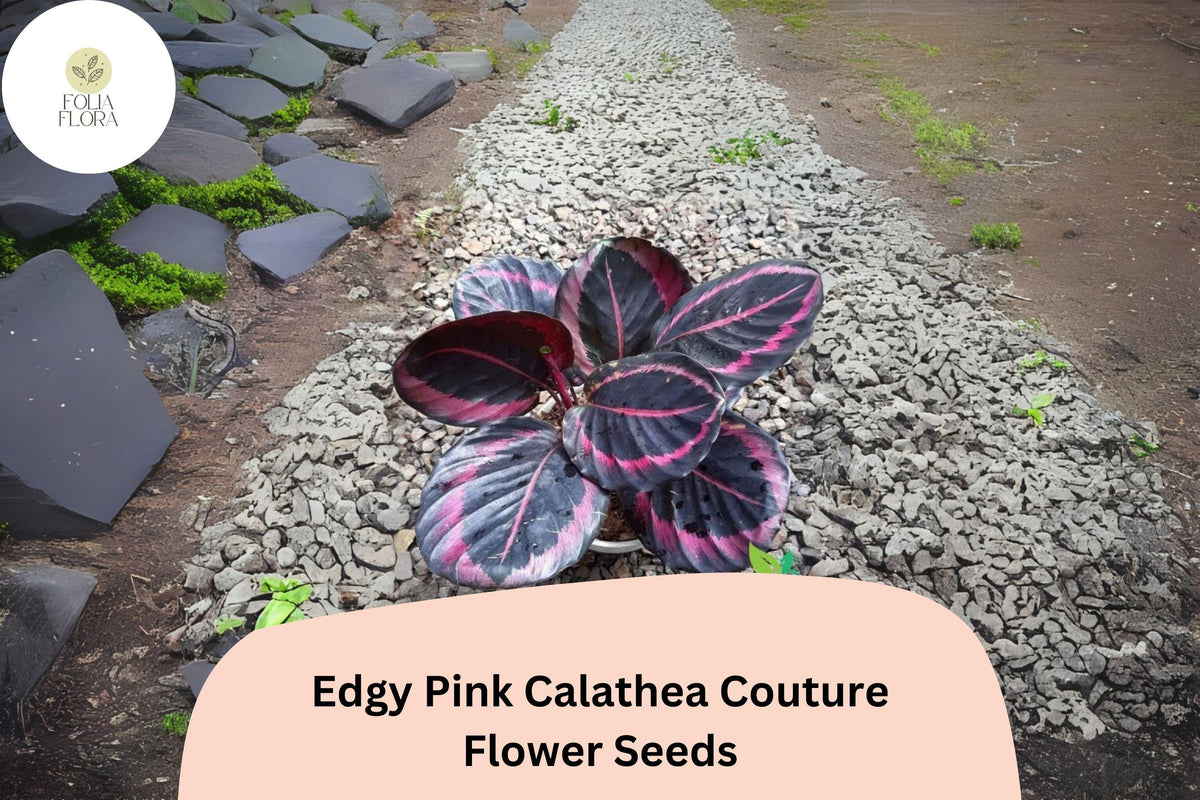 25+ Edgy Pink Calathea Seeds | Exotic Tropical Houseplant | Calathea roseopicta ‘Edgy Pink’ | Indoor Decorative Foliage Plant