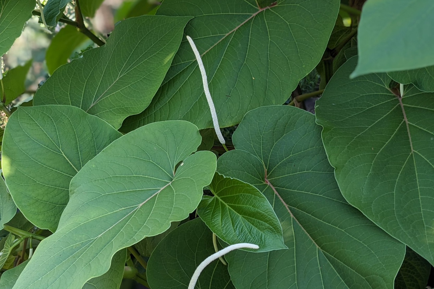 Root Beer Plant Starter Plants, Edible Mexican Pepperleaf, Ornamental Piper auritum, Tropical Herb for Culinary & Garden