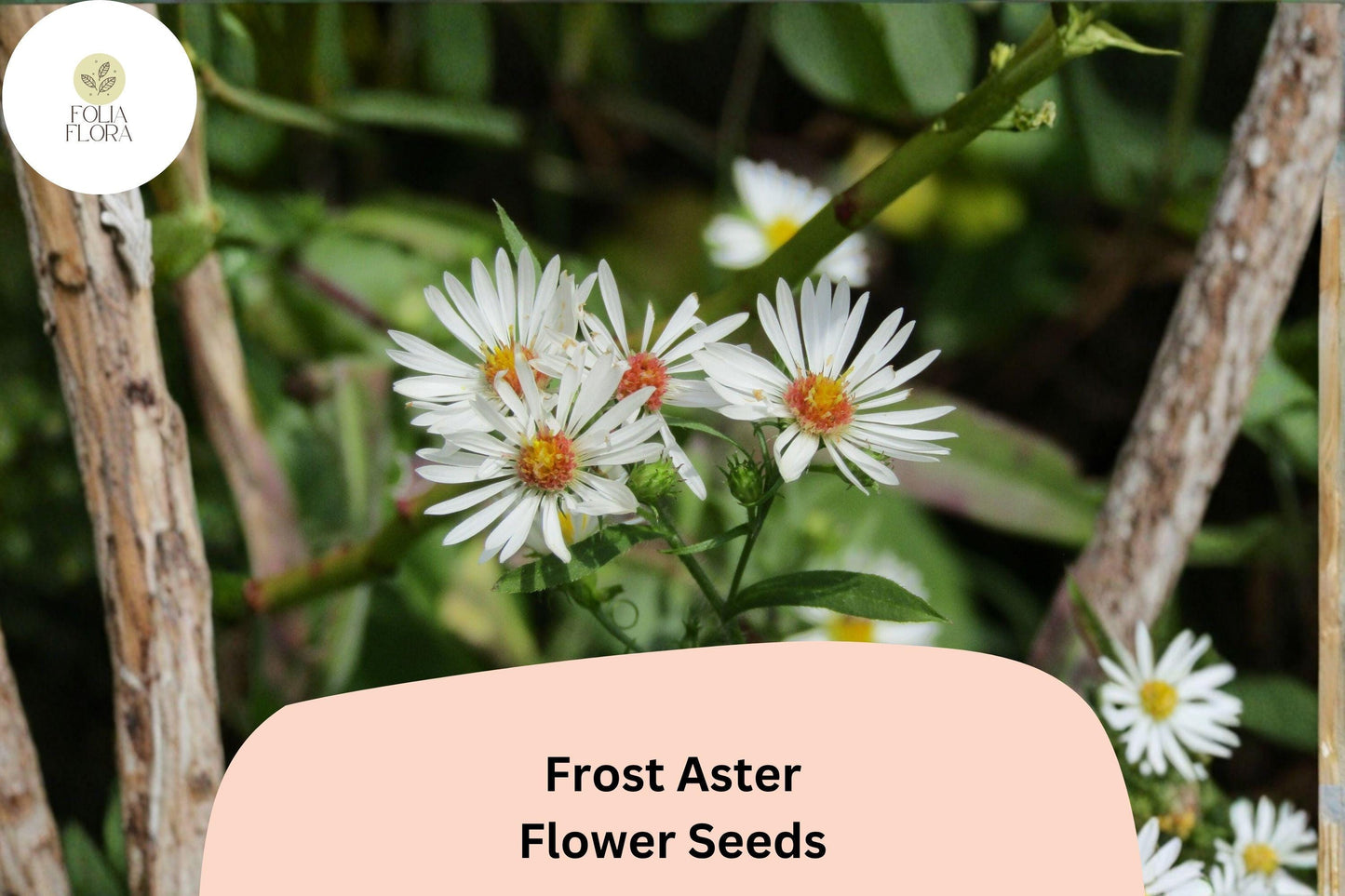 100 Aster pilosus Seeds | Symphyotrichum pilosum | Frost Aster White Native Wildflower for Pollinator Gardens