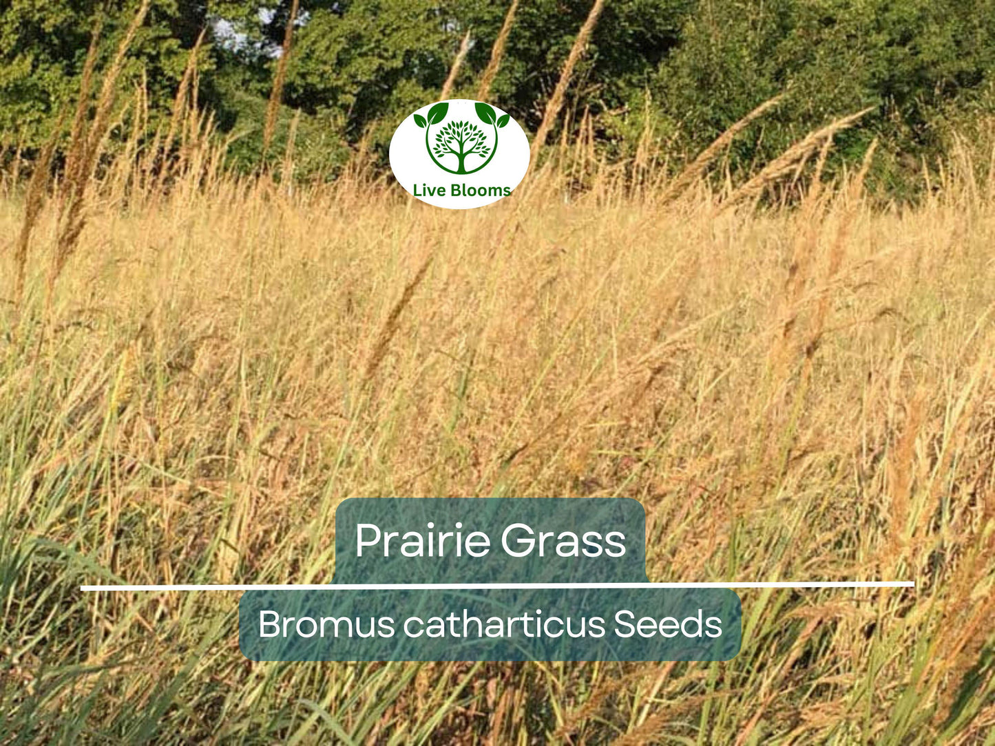 10,000 Bulk Prairie Grass Seeds - Native, Fast-Growing, Drought & Heat Tolerant Ornamental Grass for Landscaping