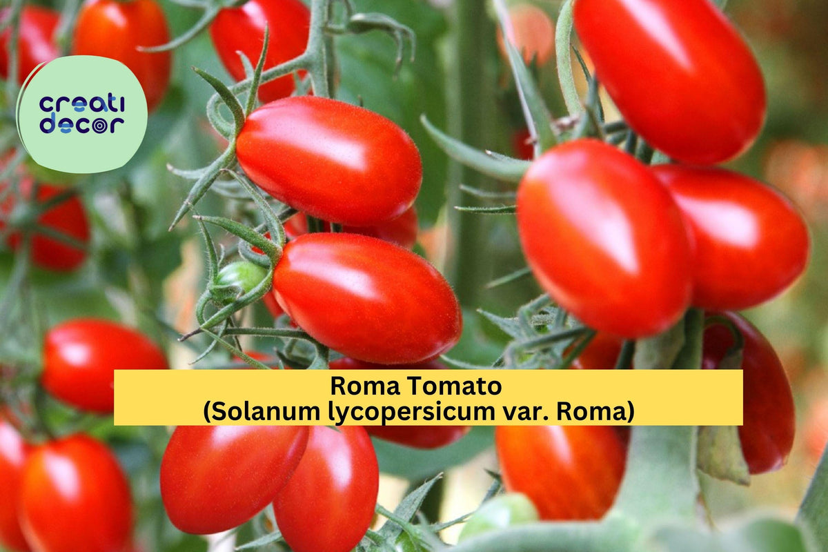 Lot of 4 Roma Tomato Live Plants – Solanum lycopersicum – 6-10" Tall Garden Starters for Sauces & Canning
