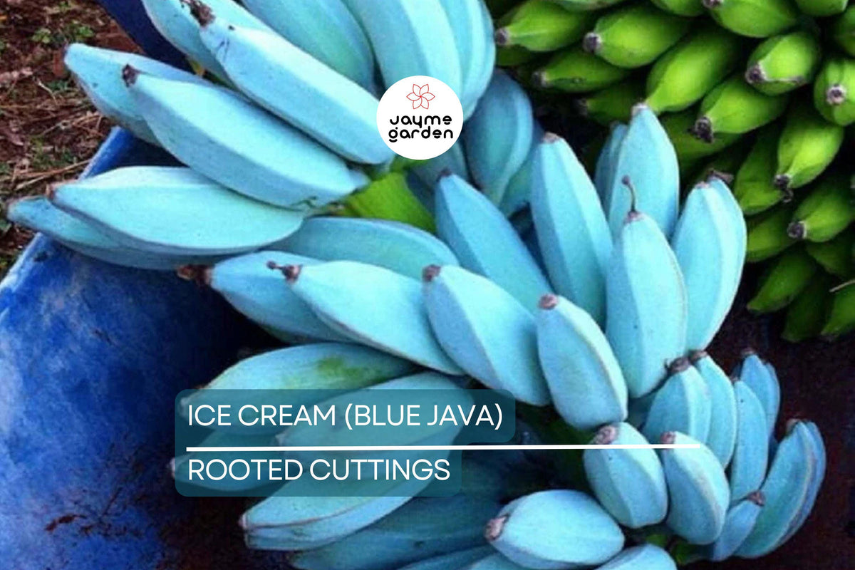 Live Banana Tree Starter Plant - Small Musa 'Ice Cream' (Blue Java) - Fast Growing Tropical Fruit - USDA Zone 8-11