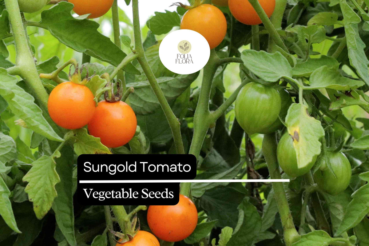 Sungold Tomato Seeds - 10 Hybrid Seeds - Sweet Orange Cherry Tomato (Solanum lycopersicum) - Prolific & Disease-Resistant