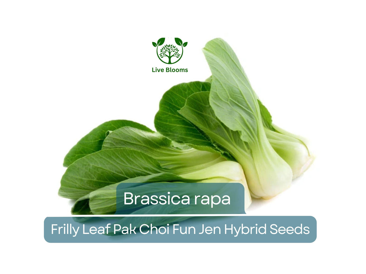180 Seeds Frilly Leaf Pak Choi Fun Jen Hybrid - Brassica rapa - Fast Growing, Cold Hardy, Nutrient-Rich Asian Greens for Gardens