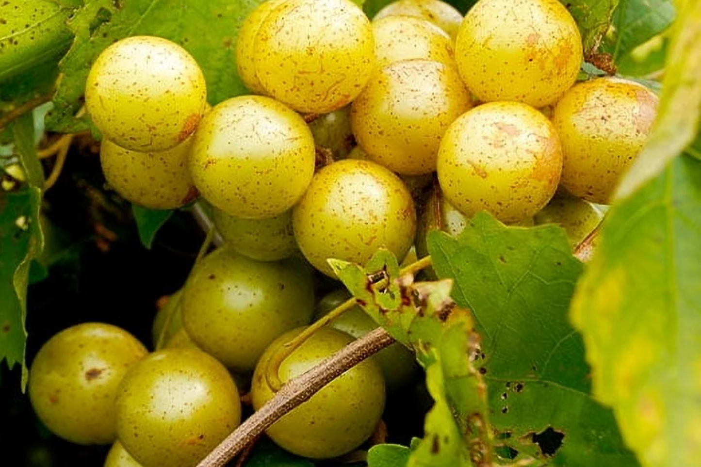 Carlos Bronze Muscadine Grape Live TC Plant | Self-Fertile Edible Vine | Vitis | Cold Hardy Wine & Juice Grape