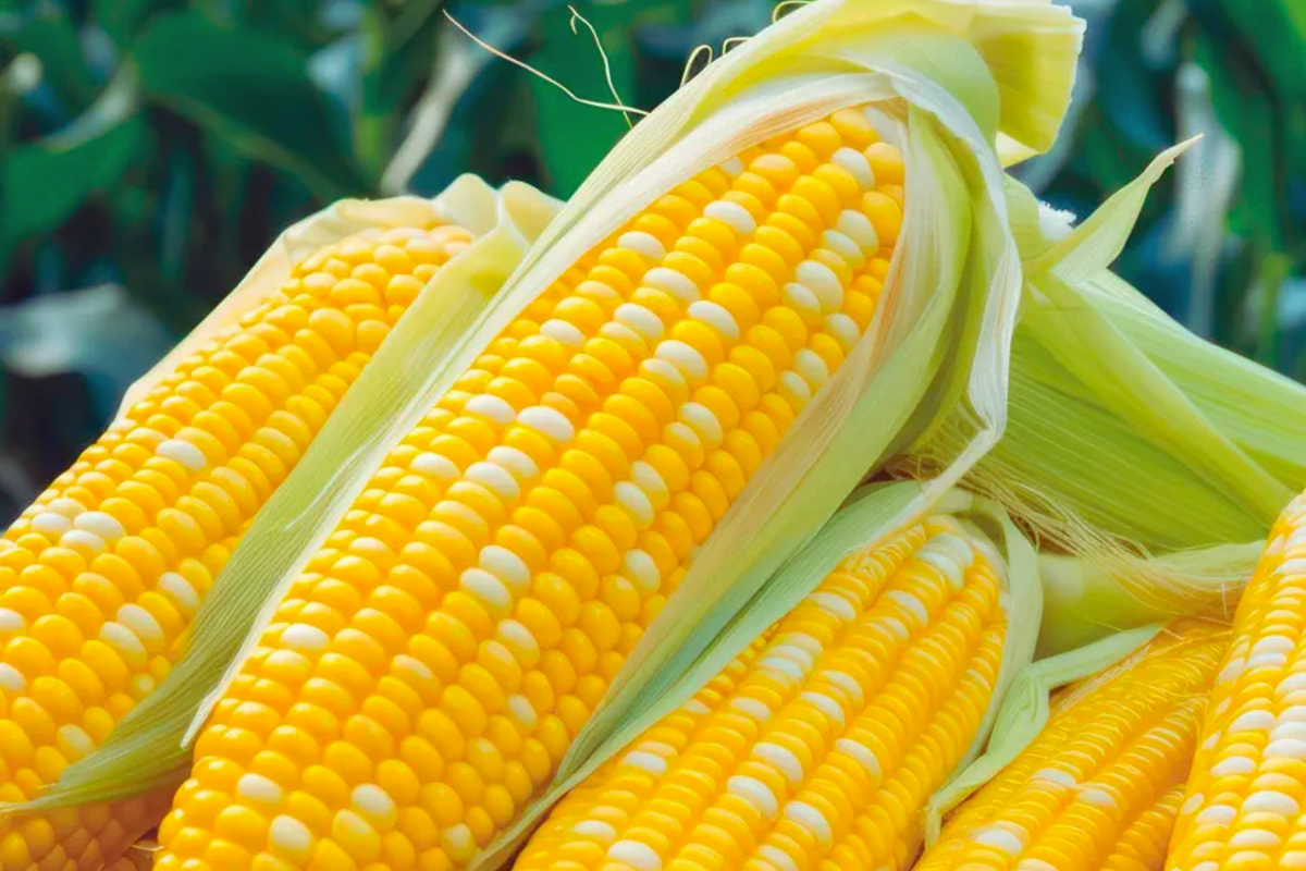 Sweet Corn Seeds - Serendipity Variety - Non-GMO Heirloom Zea mays for Home Gardening and Bountiful Harvest