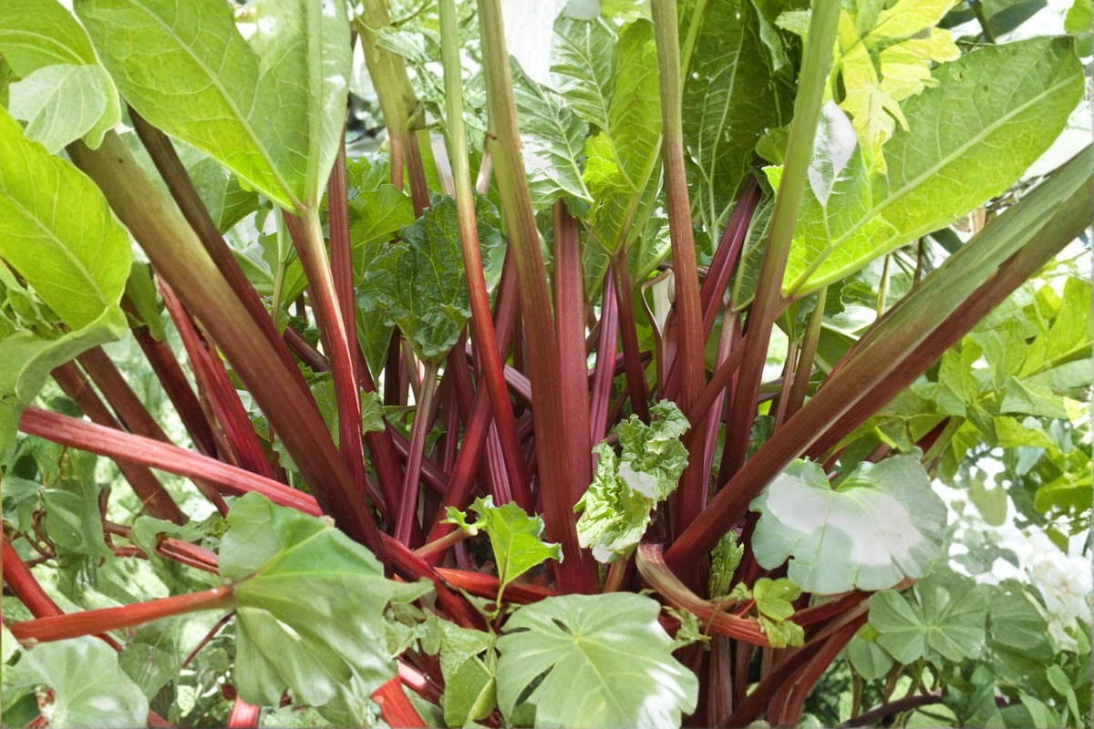 Rhubarb Seeds - 25 Heirloom Victoria Seeds - Cold-Hardy Perennial - Rheum rhabarbarum - Large Stalks for Pies & Jams