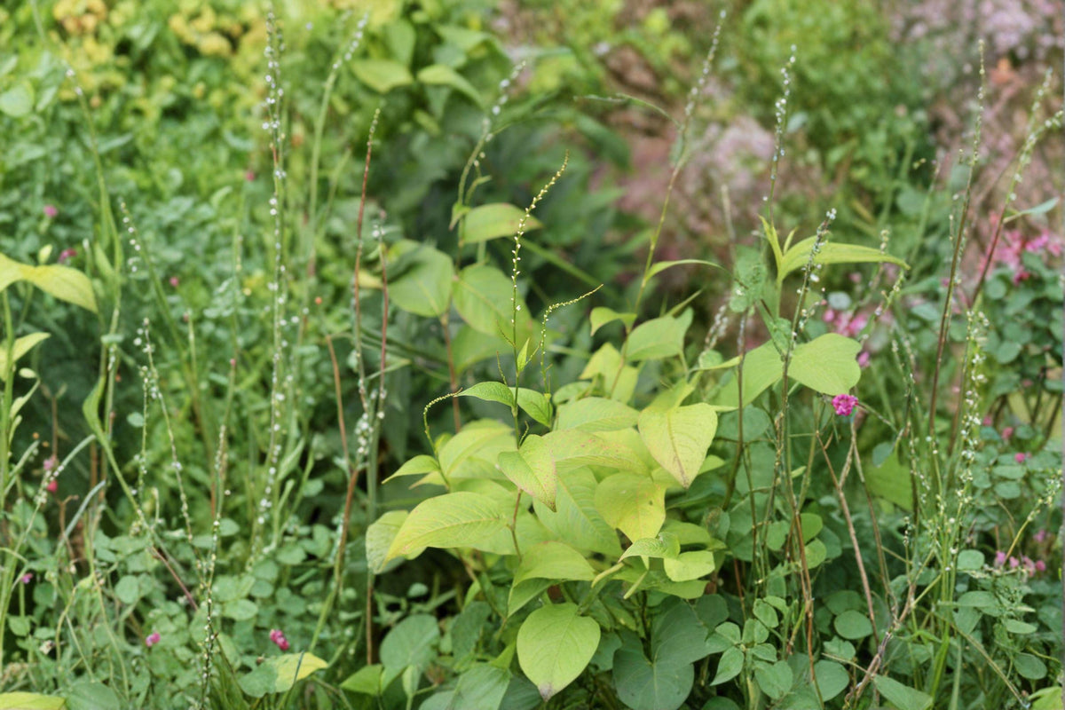 Virginia Knotweed Seeds - 15 Seeds - Woodland Perennial, Shade-Tolerant - Persicaria virginiana, Native Wildflower