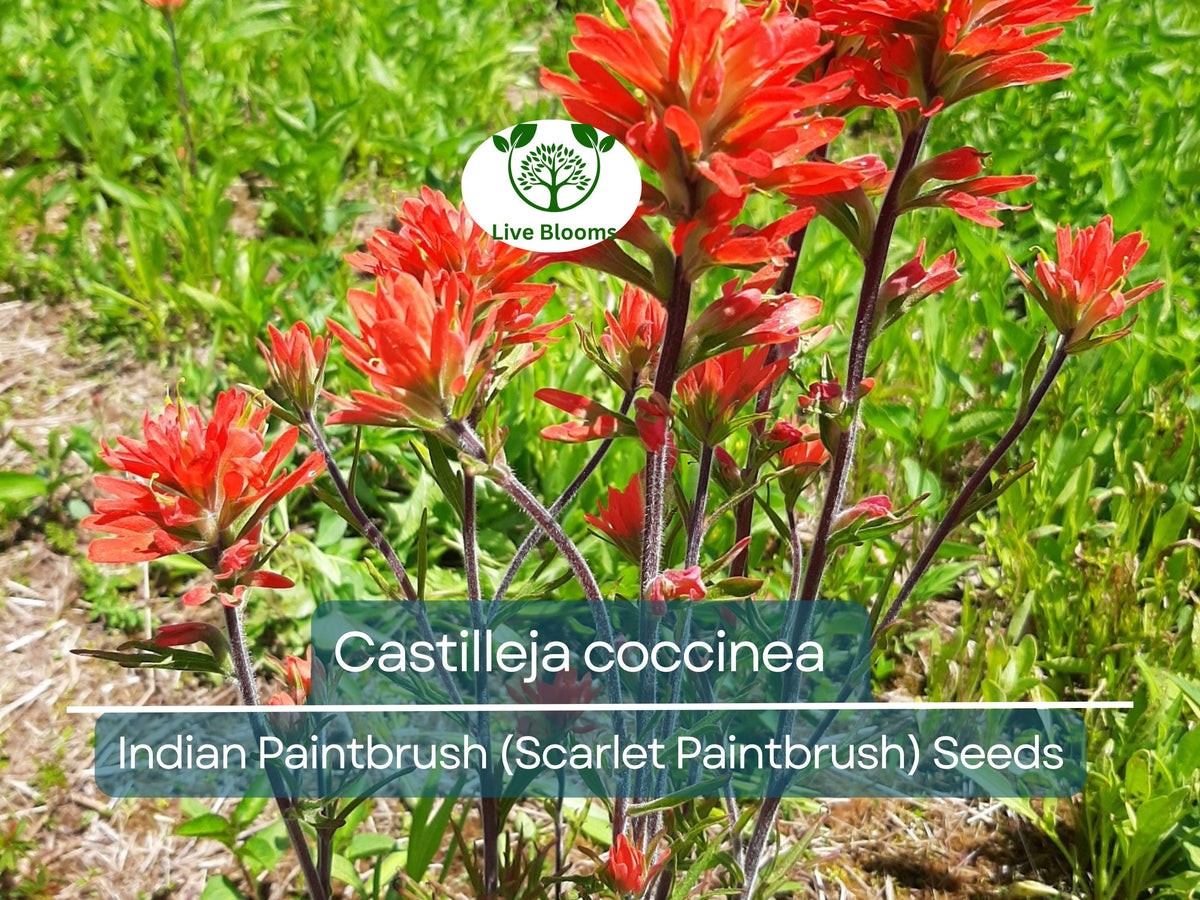 300 Seeds Castilleja coccinea Indian Paintbrush, Vibrant Red Wildflower Seeds for Pollinator Gardens, Native American Flora