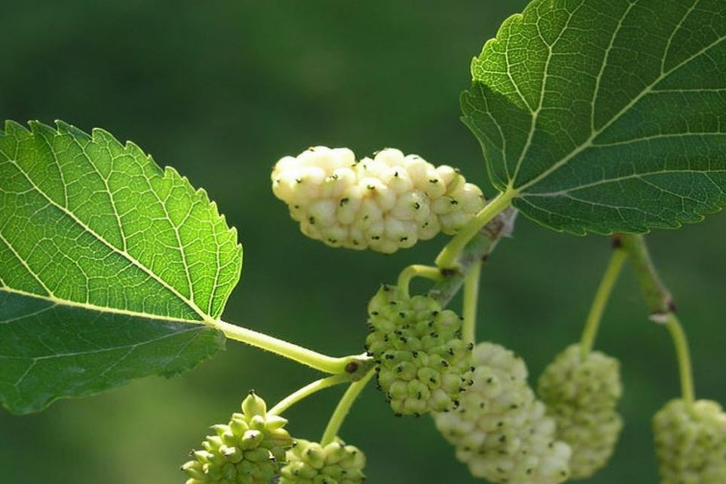 White Mulberry Cuttings 6-8" Morus Alba Organic Fruit Tree Cold Hardy Fast Growing