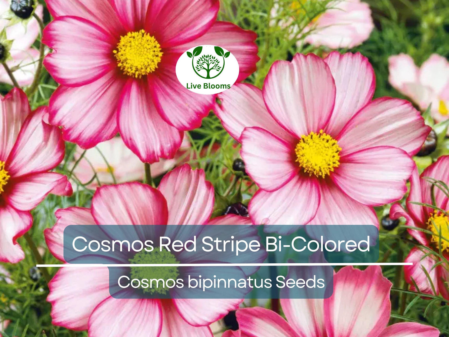 100 Seeds Cosmos Red Stripe Bi-Colored Flowers Non-GMO Pollinator Friendly Garden