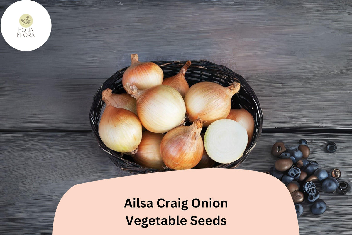Ailsa Craig Onion Seeds | 500+ Heirloom Giant Sweet Onion Seeds | Allium cepa | Garden Planting & Slicing Onions