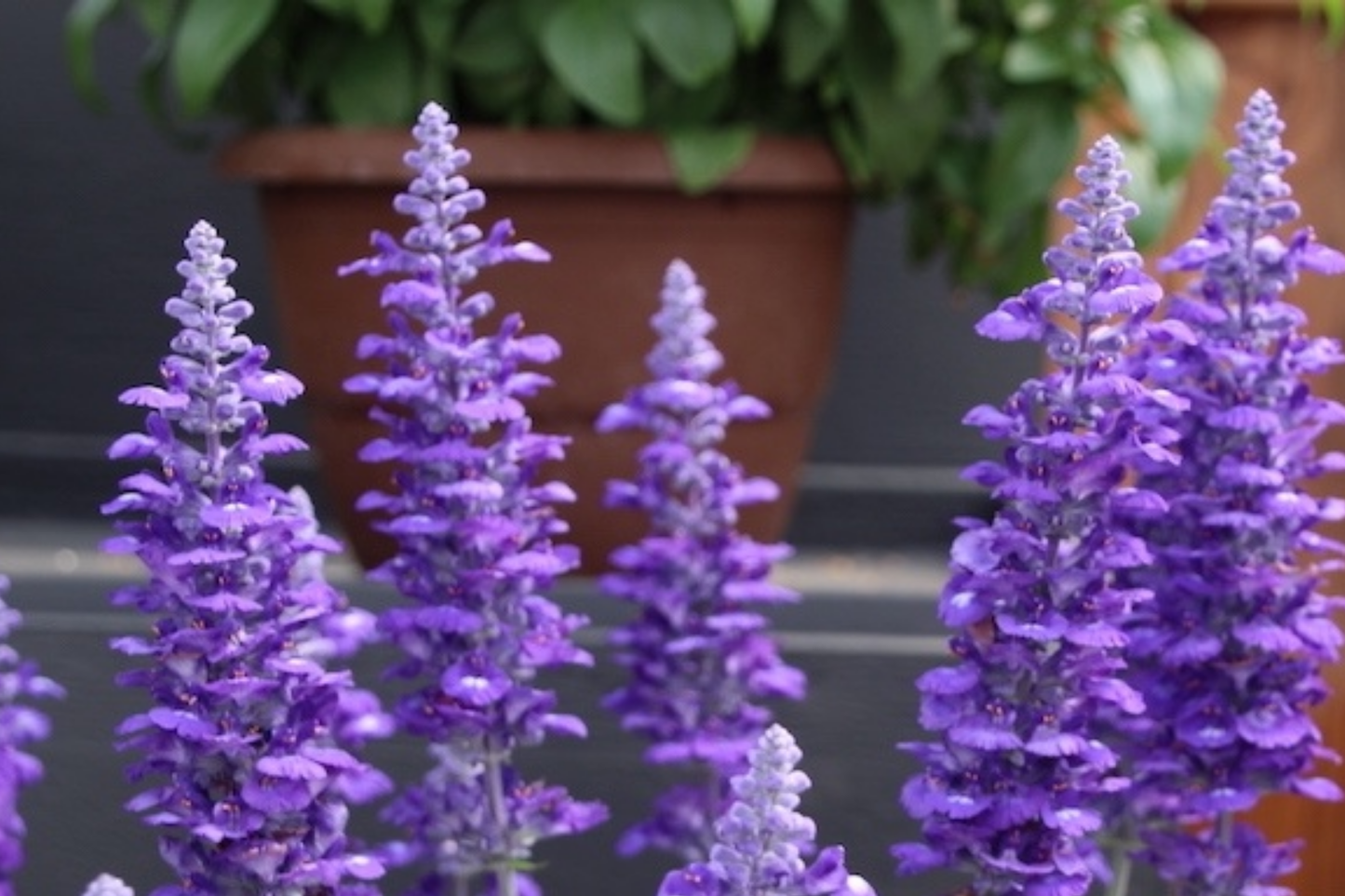 Salvia Sallyfun Blue Lagoon Live Plants | Vegetative Cuttings | Pollinator-Friendly Perennial | Salvia farinacea