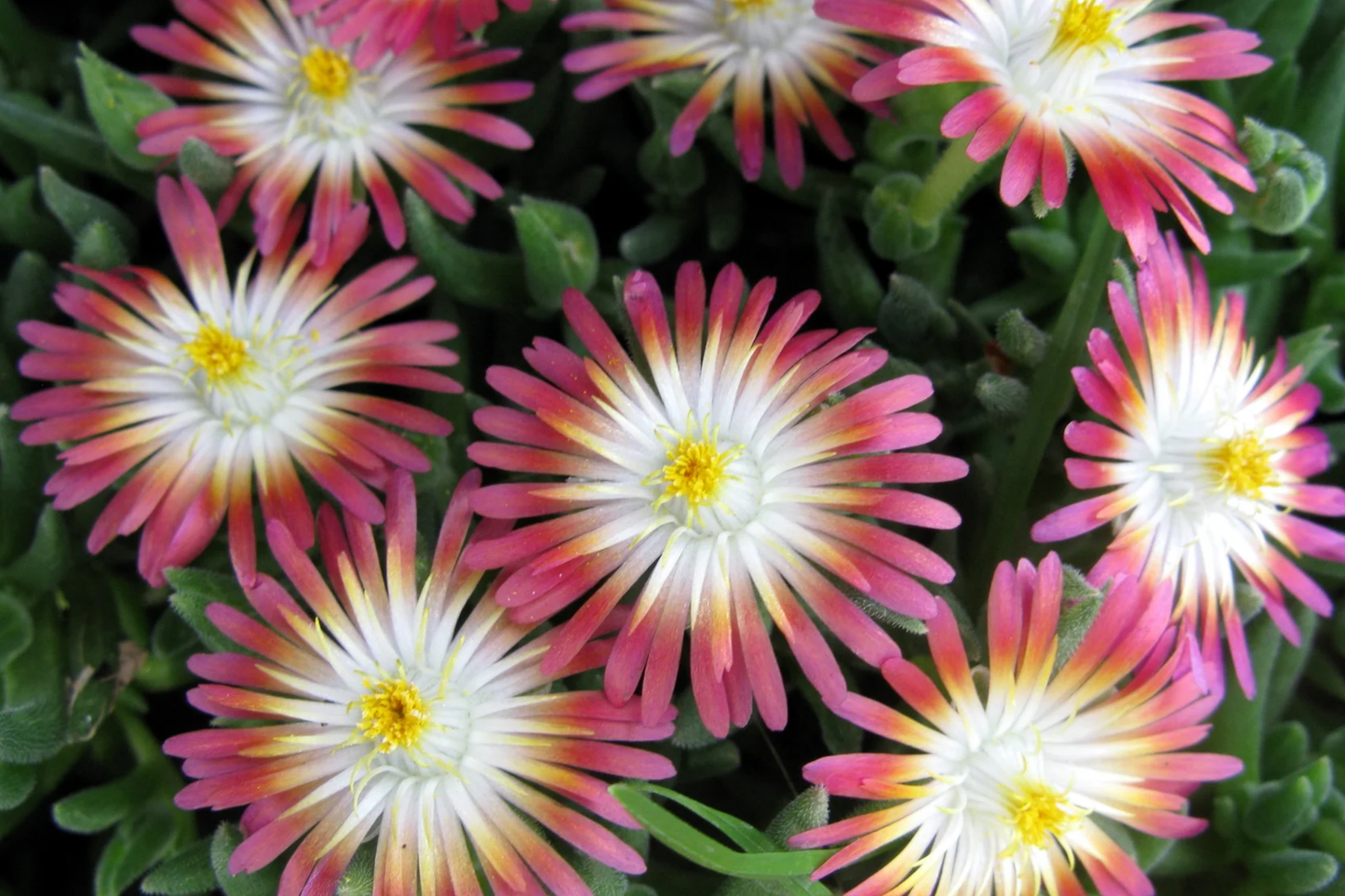 Jewel of Desert Ruby Ice Plant Cuttings | Delosperma Cooperi Succulent Groundcover | Drought-Tolerant, Colorful Flowers