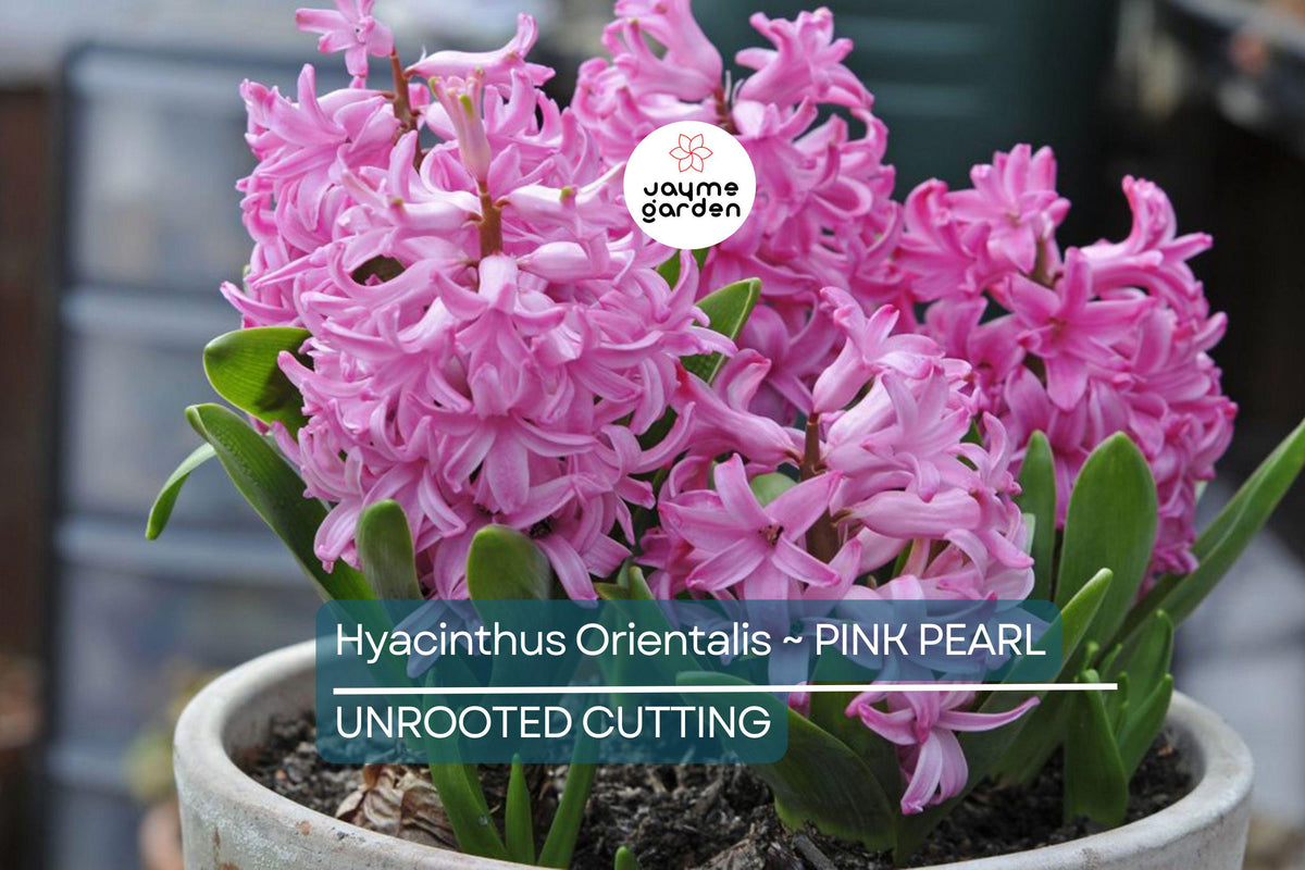 Hyacinth Bulbs 2 Count Pink Pearl Fuchsia-Purple Flowers Hyacinthus orientalis Award-Winning Fragrant Garden Plants USDA Zone 4-8
