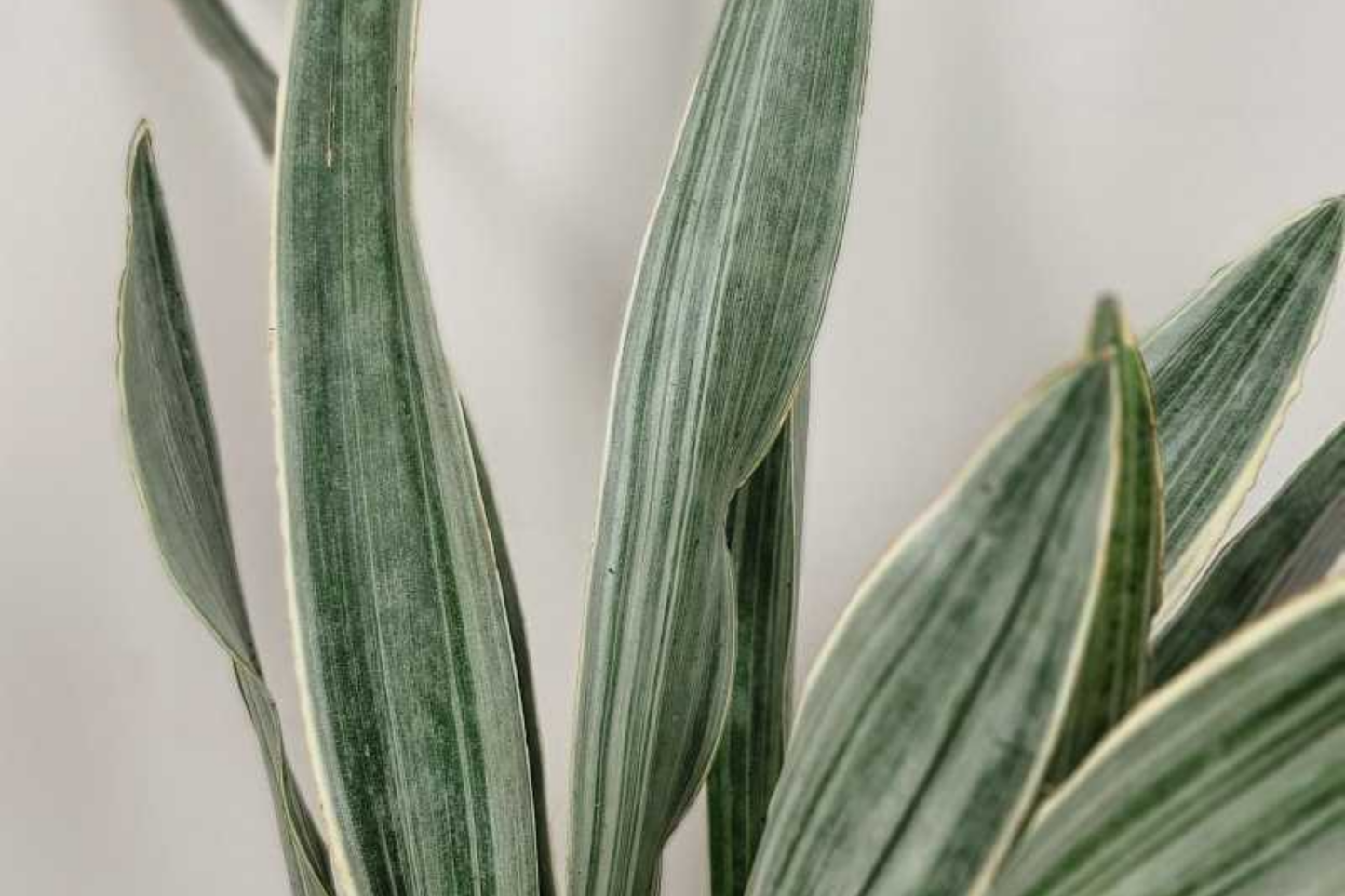 Sansevieria Sayuri Snake Plant Cutting β Silver-Green Foliage, Air Purifying, Indoor/Outdoor, Live 10-12"