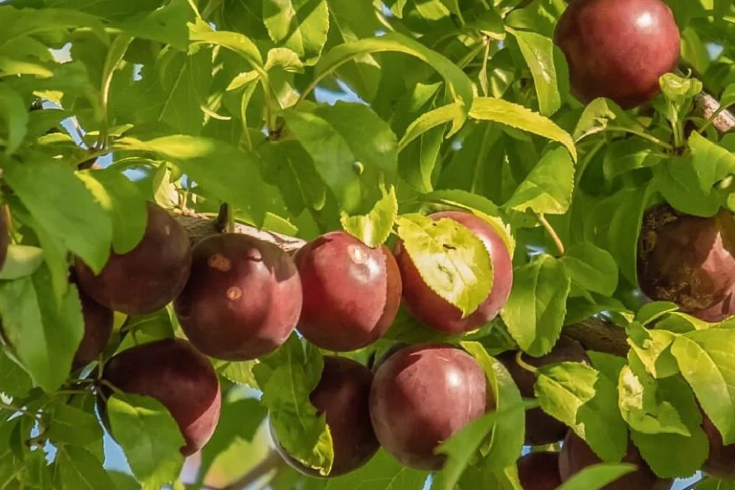 6 Burbank Plum Fruit Tree Scion Cuttings, 6-10 Inches, Grafting, Rooting, Prunus domestica