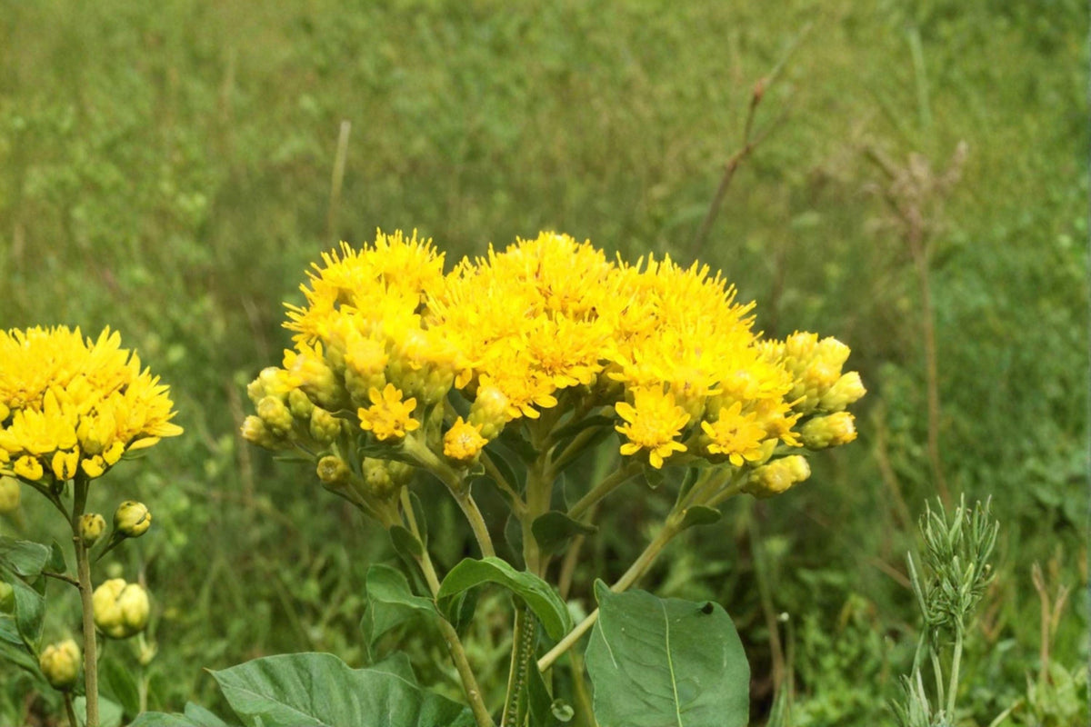 Stiff Goldenrod Seeds - 700 Drought-Tolerant Native Perennial Wildflower - Oligoneuron rigidum - Pollinator Favorite