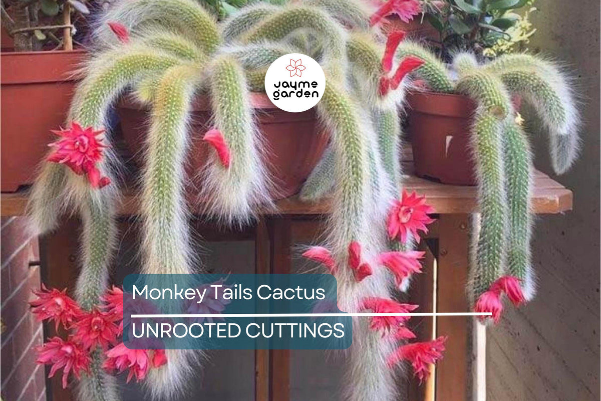 5” Top Cutting Monkey Tails Cactus - Unique Rare Cactus (Cleistocactus winteri) for Collectors and Indoor Gardening