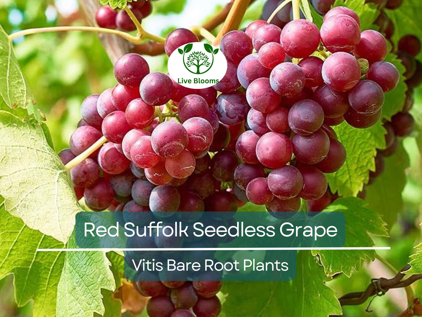 Red Suffolk Seedless Grape Plant – 12–18” Bare Root Vine for Garden or Trellis