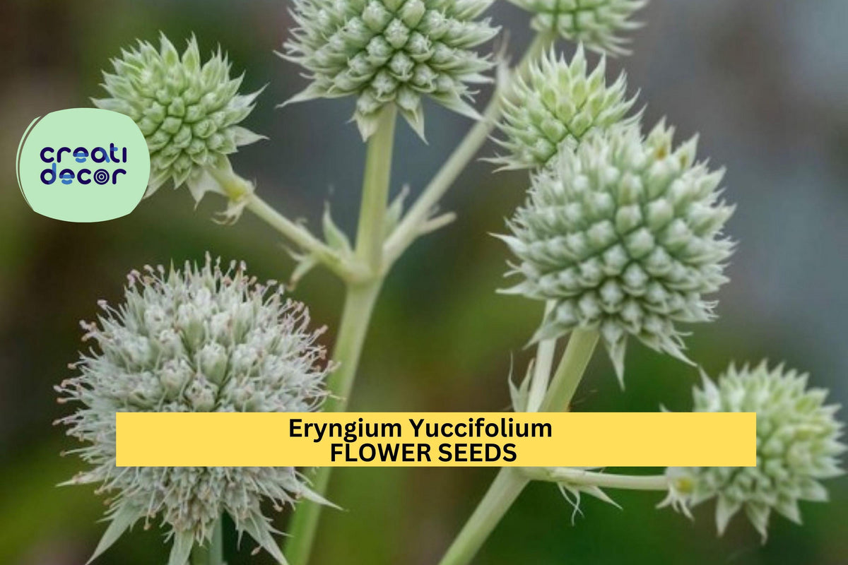 Eryngium yuccifolium Seeds - 3pcs Rattlesnake Master for Pollinator Gardens, Prairie Landscapes - Native Perennial Seeds