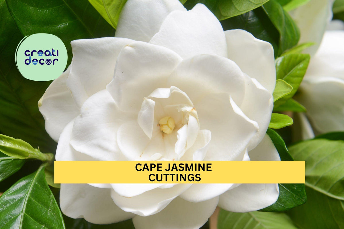 7 White Gardenia Cuttings | Heirloom Cape Jasmine Shrub Starter Plants | Fragrant Evergreen Flower Bush