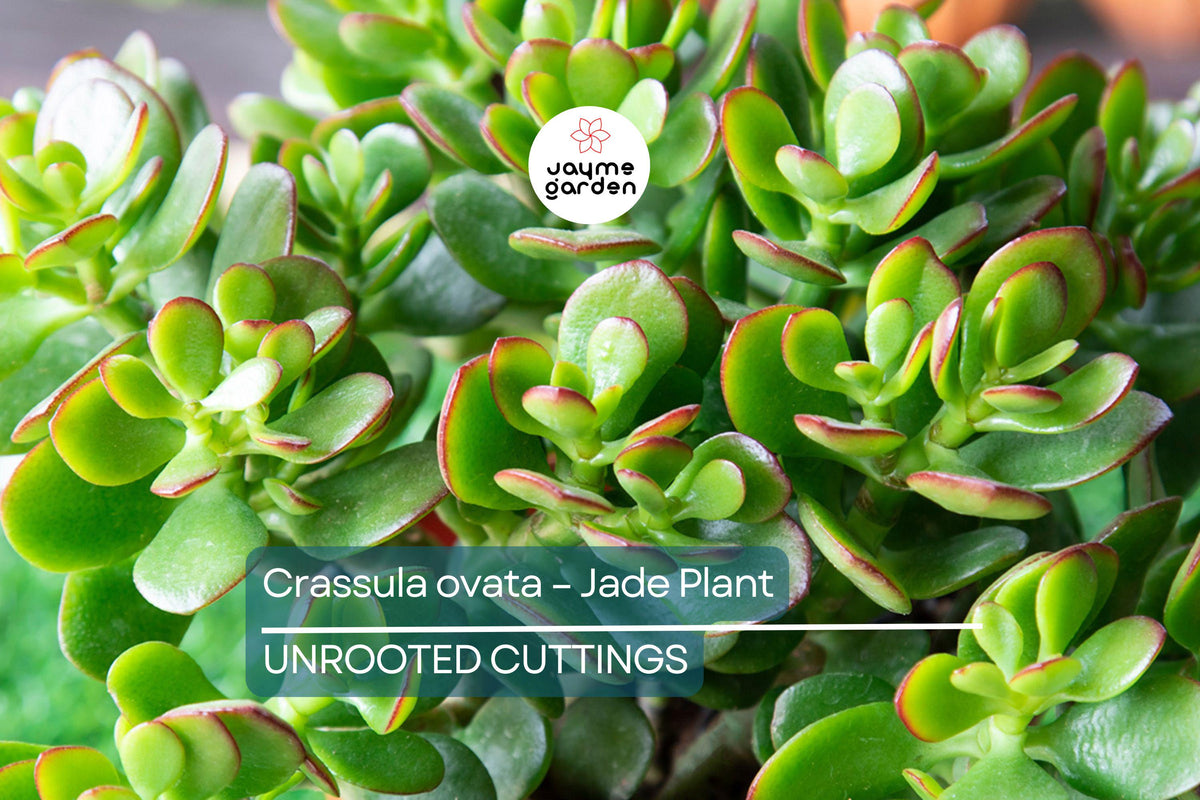 Jade Plant Cuttings - 2 Healthy Crassula Ovata (3-5") - Easy Care Succulent for Indoor/Outdoor Decor - Drought Tolerant Plant