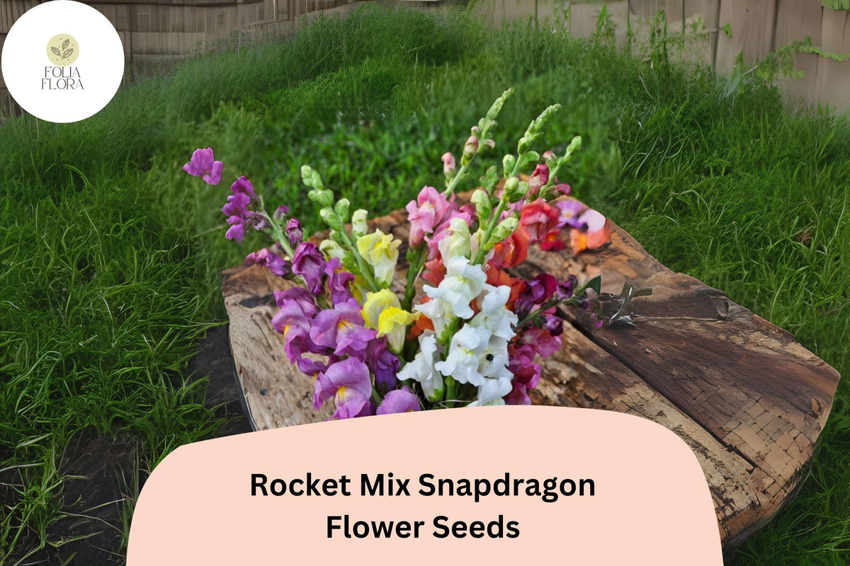 Antirrhinum majus Rocket Mix Snapdragon Seeds – 1000+ Multicolor Blooms for Vibrant Gardens & Cut Flowers