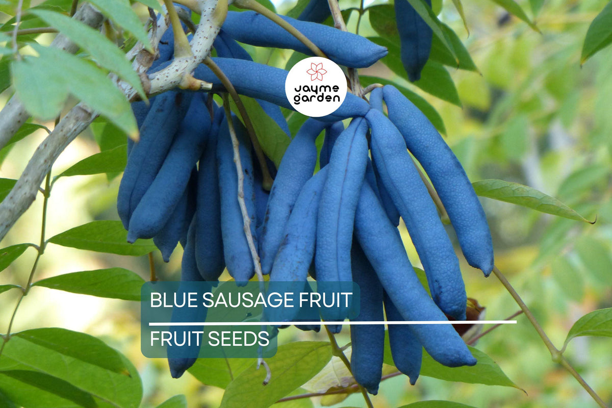5 Blue Sausage Fruit Tree Seeds, Decaisnea fargesii, Hardy Ornamental Shrub, Unique Edible Blue Fruit, Rare Garden Plant