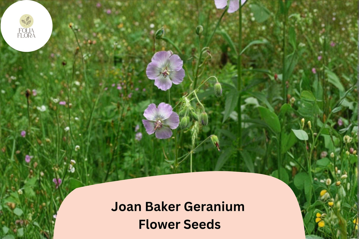 25+ Joan Baker Geranium Seeds – Hardy Perennial with Soft Pink Flowers, Easy to Grow
