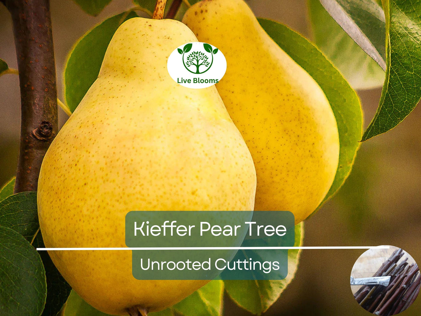 8 Kieffer Pear Scion Wood Cuttings 10-12" - Hardy Pyrus calleryana for Grafting & Rooting
