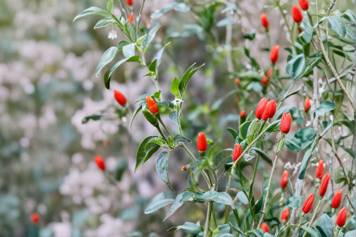 Chile Piquín Hot Pepper Seeds - 30 Count | Capsicum annuum var. glabriusculum | Authentic Mexican Wild-Type Chili