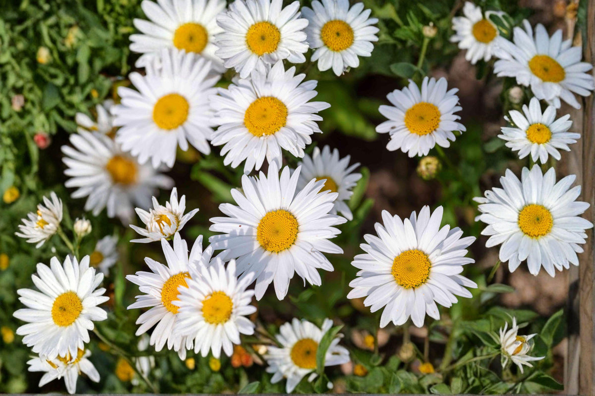 Shasta Daisy Seeds - 100 Classic White Perennial Seeds - Leucanthemum × superbum - Long Bloom Season, Pollinator-Friendly