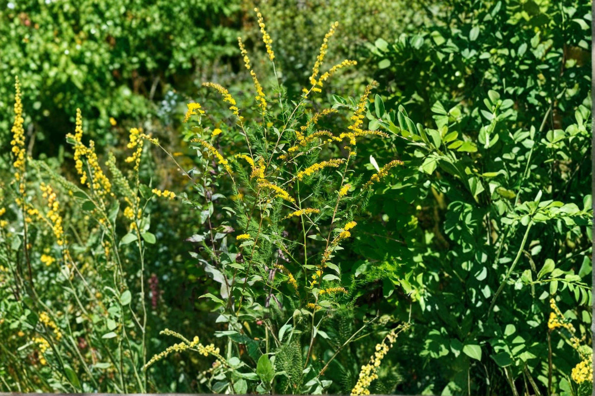Elmleaf Goldenrod Seeds (100) - Solidago ulmifolia, Native Woodland Perennial with Yellow Flowers for Late-Summer Blooms