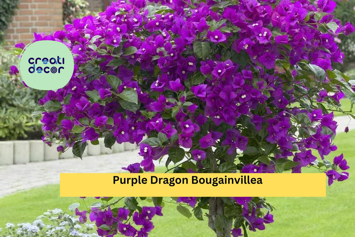 Purple Dragon Bougainvillea Starter Plug Plant | Small Flowering Vine | Bougainvillea glabra ‘Purple Dragon’