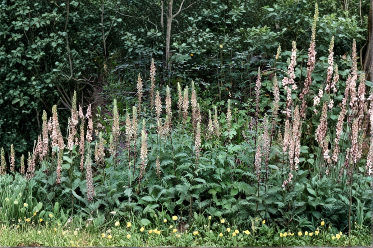 Giant Lousewort Seeds – 100 Seeds – Pedicularis procera – Native Perennial Wildflower – Yellow Blooms for Pollinators