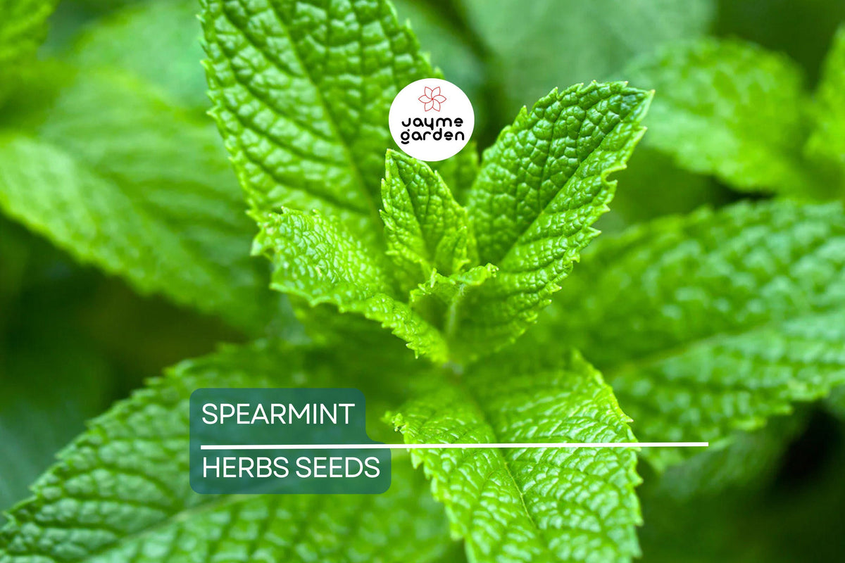 2500 Spearmint Seeds | Non-GMO Culinary Herb | Mentha spicata | Easy to Grow for Tea & Medicinal Use