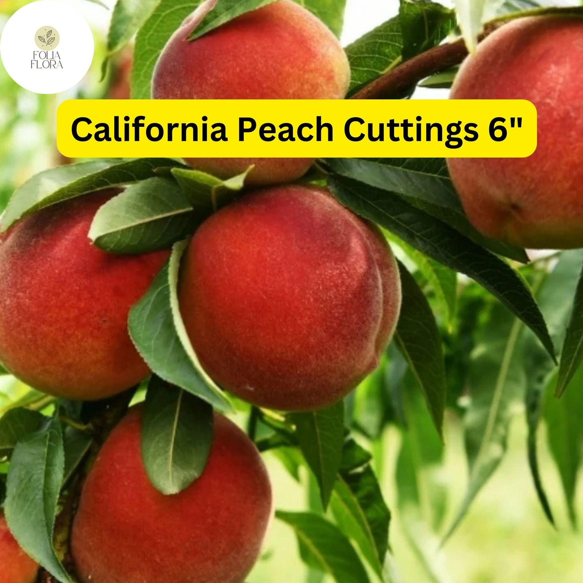7 Live 6" Prunus Persica California Peach Cuttings | Sweet Fruit Tree for Home Orchard, Easy to Grow, Self-Pollinating