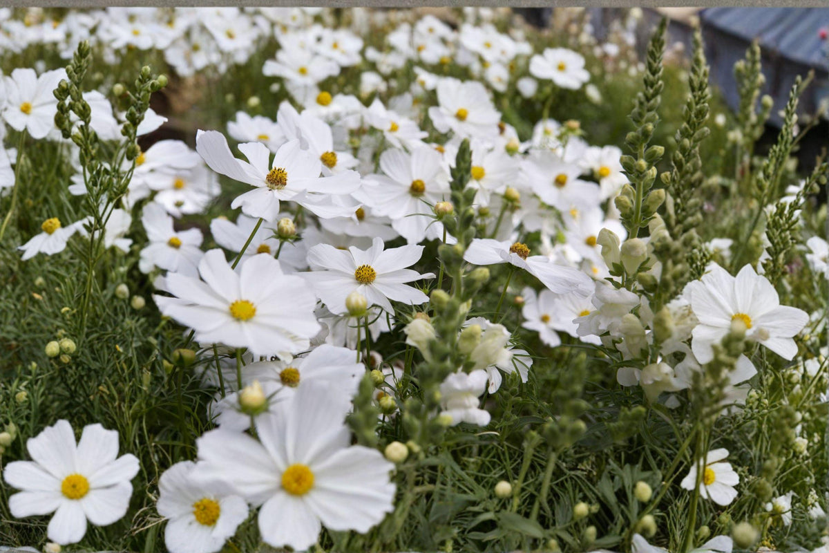 Cosmos Seeds - 100 Count - Purity White Cosmos - Easy Growing Annual - Cosmos bipinnatus - Elegant Blooms for Gardens