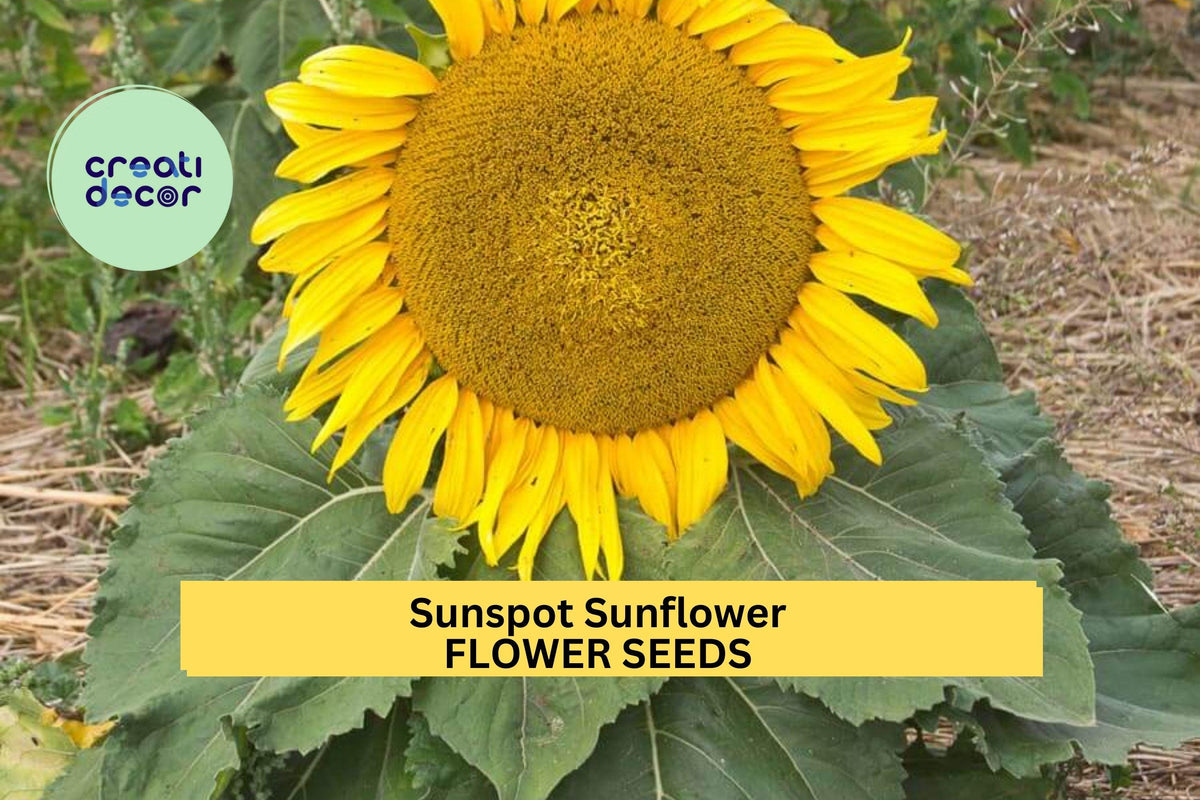 Sunspot Sunflower Seeds - 3 Packets of 1g Bright Yellow Blooms - Helianthus annuus 'Sunspot' - Compact for Containers & Gardens