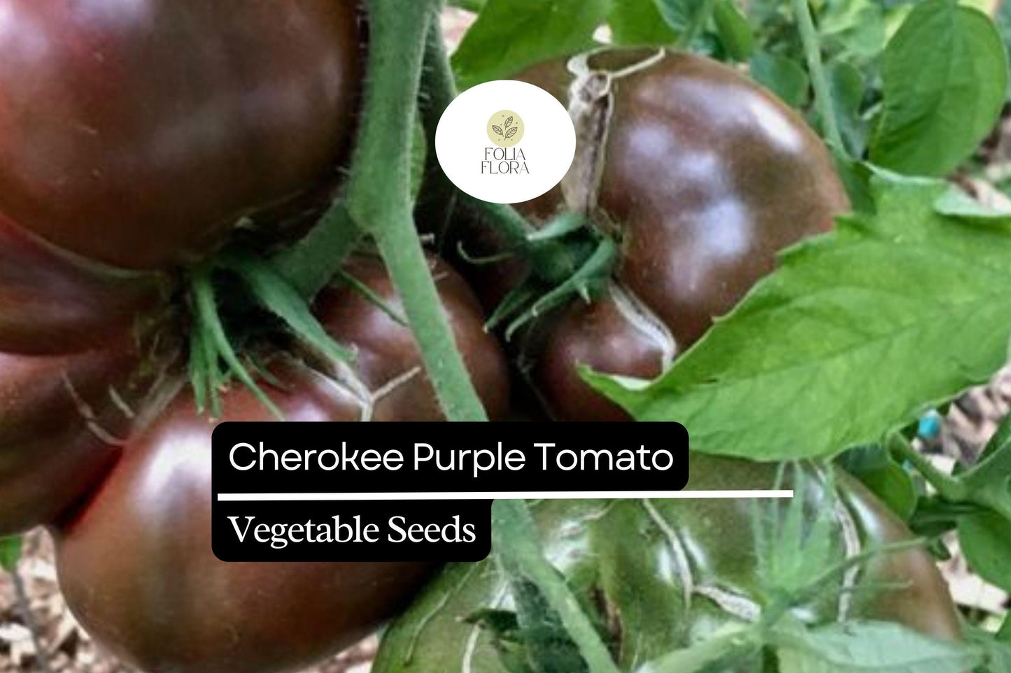 30 Seeds Cherokee Purple Tomato Heirloom - Rich Flavor, Indeterminate, Perfect for Salads & Slicing
