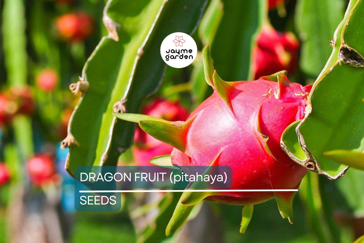 25 Seeds Dragon Fruit Plant | Pitahaya | Edible Cactus | Hylocereus Undatus | Easy Care Indoor & Outdoor Gardening